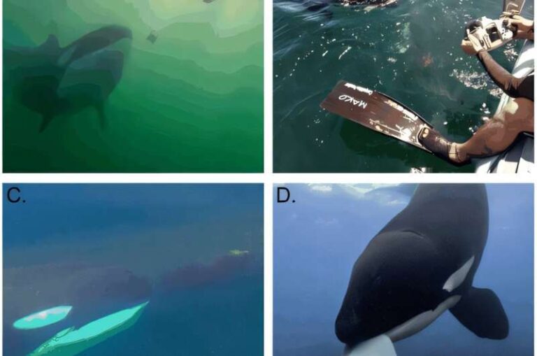 Orcas Display Unusual Behavior: Offering Food to Humans in the Wild