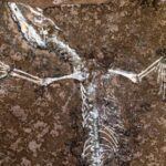 Discovery of Jurassic Reptile Fossil Unveils New Species in Germany