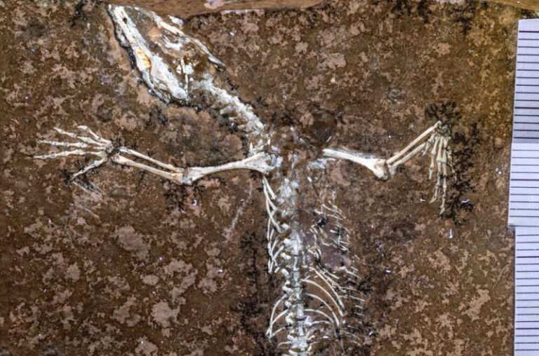 Discovery of Jurassic Reptile Fossil Unveils New Species in Germany