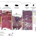 Evolutionary Origins of Pregnancy Unveiled by New Research