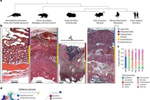Evolutionary Origins of Pregnancy Unveiled by New Research
