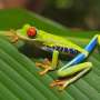 How Aposematism Helps Animals Survive Through Bold Displays