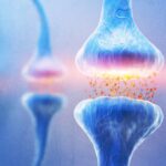 How Brain Chemicals Influence Appetite and Blood Sugar Regulation
