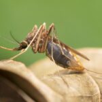 Mosquito Control in Florida: A Double-Edged Sword for Public Health Equity