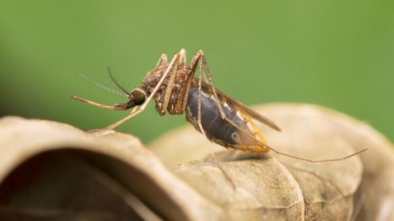 Mosquito Control in Florida: A Double-Edged Sword for Public Health Equity