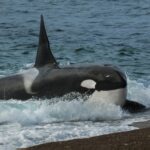 Orcas Display Unusual Behavior: Offering Food to Humans
