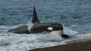 Orcas Display Unusual Behavior: Offering Food to Humans