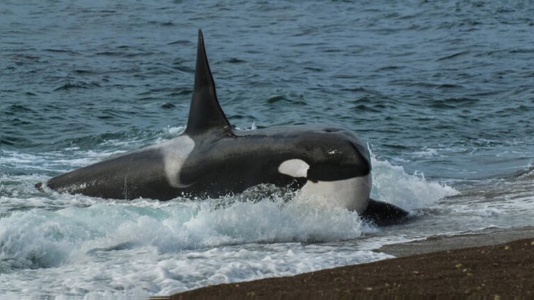 Orcas Display Unusual Behavior: Offering Food to Humans