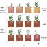 Plants Curate Microbiomes for Survival in Harsh Environments