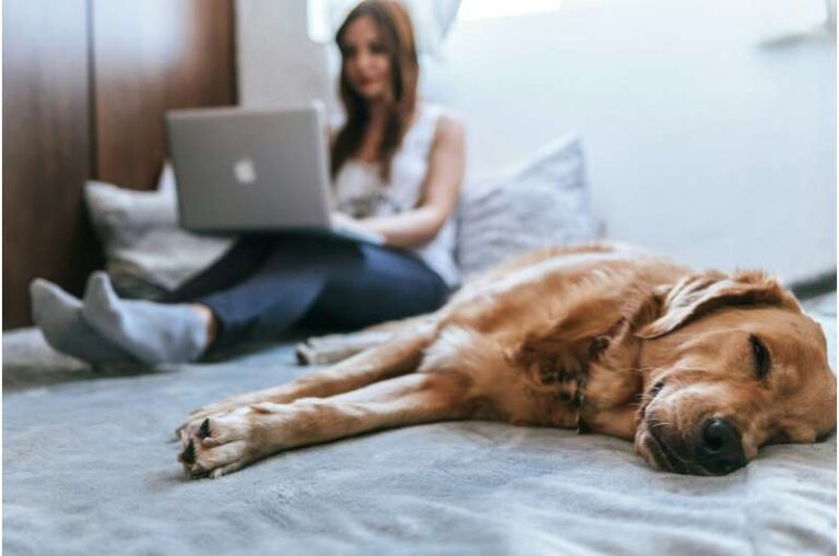 Protecting Pets: Essential Tips for Independence Day and Summer Heat